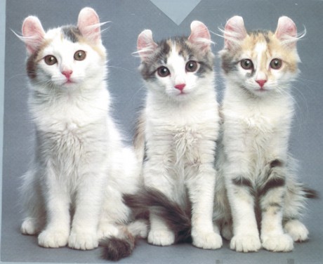 3_kittens